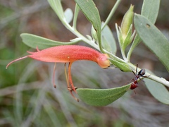 Eremophila glabra