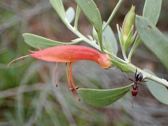 Eremophila glabra