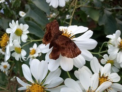 Achlyodes busirus
