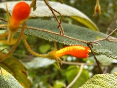 Gesneriaceae