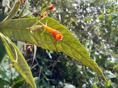 Gesneriaceae