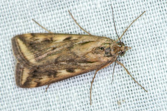 Loxostege cereralis