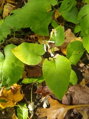 Eurybia