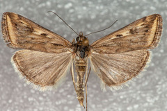 Loxostege cereralis
