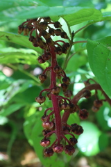 Pterospora andromedea image