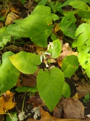 Eurybia