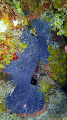 Halisarca caerulea