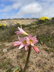 Zephyranthes advena