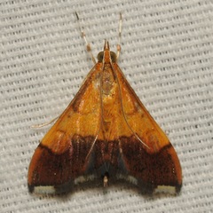 Pyrausta bicoloralis
