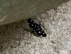 Bocchoris inspersalis