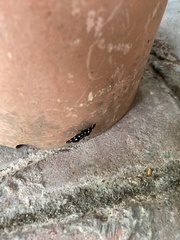 Bocchoris inspersalis