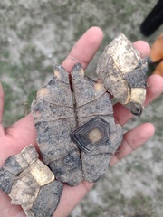 Gopherus berlandieri