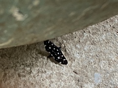 Bocchoris inspersalis
