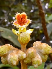 Gesneriaceae