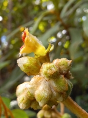Gesneriaceae