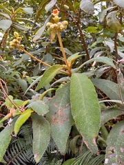 Gesneriaceae