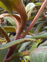 Gesneriaceae
