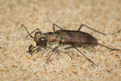 Cicindela hirticollis