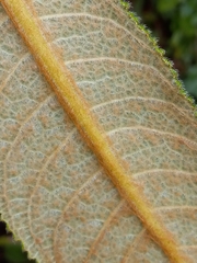 Gesneriaceae