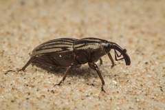 Sphenophorus australis