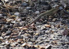 Aspidoscelis laredoensis