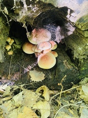 Hypholoma lateritium