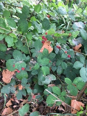 Rubus armeniacus