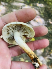 Hypholoma lateritium