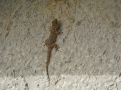 Tarentola mauritanica mauritanica