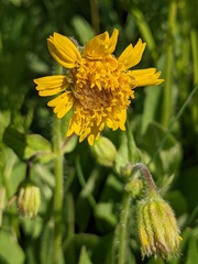 Arnica mollis