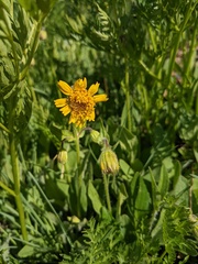 Arnica mollis