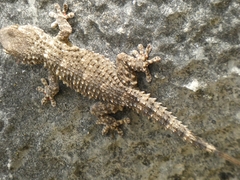 Tarentola mauritanica mauritanica