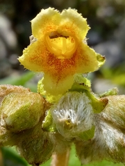Gesneriaceae