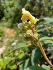 Gesneriaceae