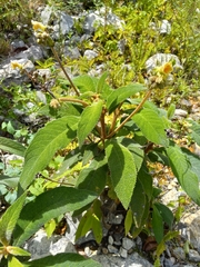 Gesneriaceae