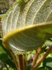Gesneriaceae