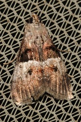 Pococera robustella