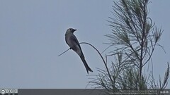 Dicrurus leucophaeus