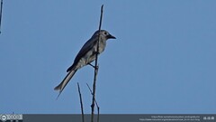 Dicrurus leucophaeus