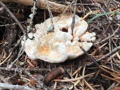 Hydnellum aurantiacum