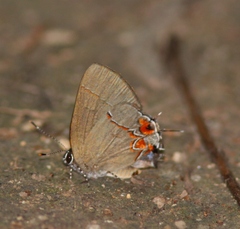 Calycopis isobeon