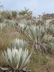 Espeletia grandiflora