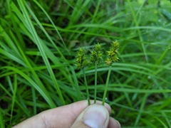 Carex cephaloidea