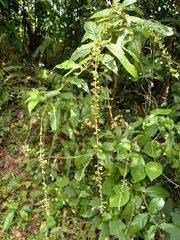 Gonzalagunia hirsuta