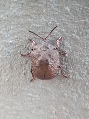 Polychalca aerea