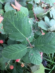 Rubus armeniacus