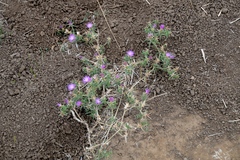 Centaurea calcitrapa