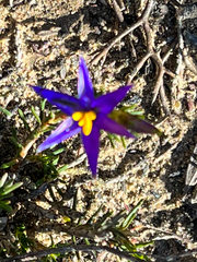 Calectasia