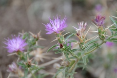 Centaurea calcitrapa