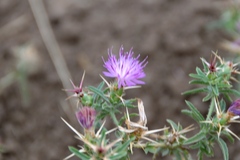 Centaurea calcitrapa